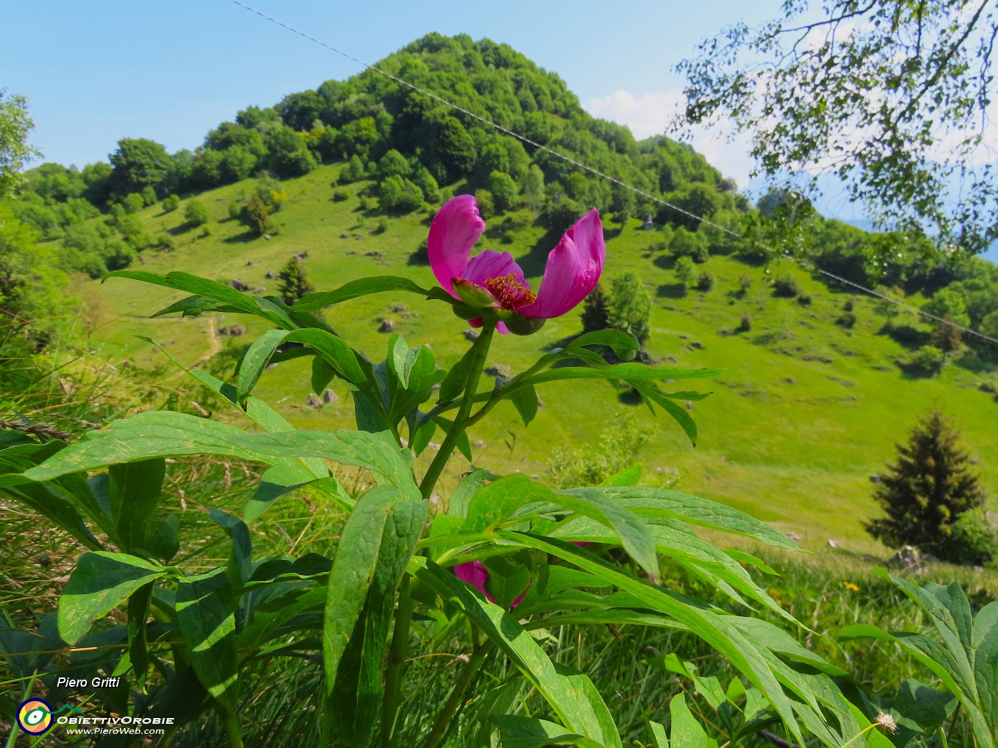 49 Paeonia officinalis- Peonia selvatica-Peonia dello Zucco.JPG